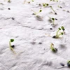 Planteringsbart Fröpapper Tumnagel bild 5
